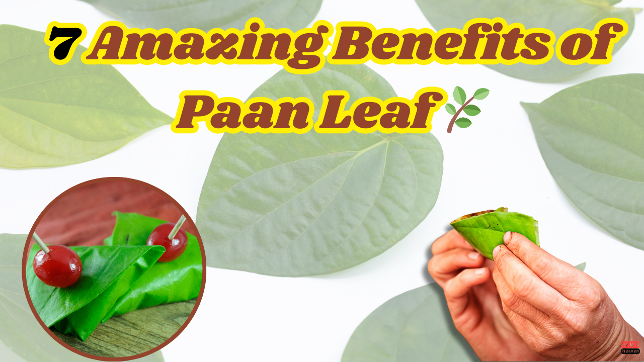 Paan leaves